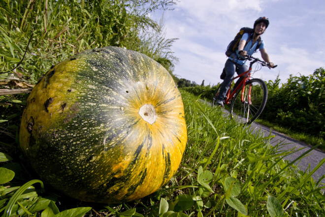 Kürbisse am Wegesrand