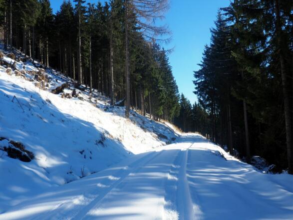 1230m, von Forststraße links ansteigen