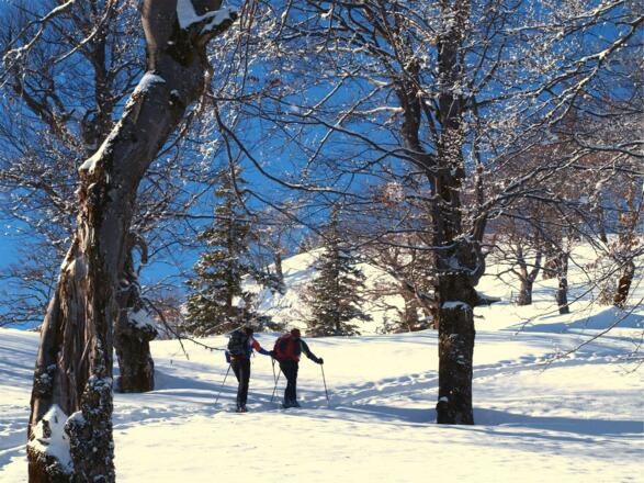 Ödboden um 1200 m mit mächtigen Buchen
