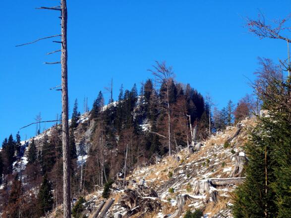 Anstieg Kahlschlag um 1350m mit Blick zum Jausenkogel Ost