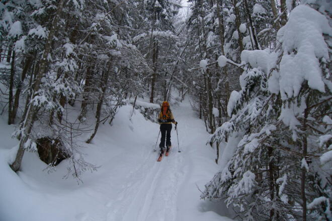 Ziehweg durch dichten Wald