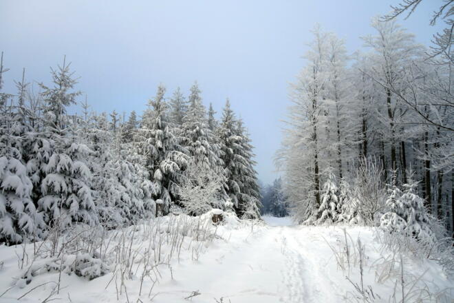 Forstweg unter dem Gipfel auf 1000m