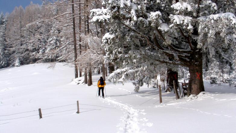 Am Waldrand bergan um 930m