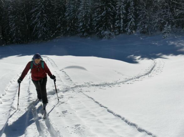 Einstieg in die Waldschneise