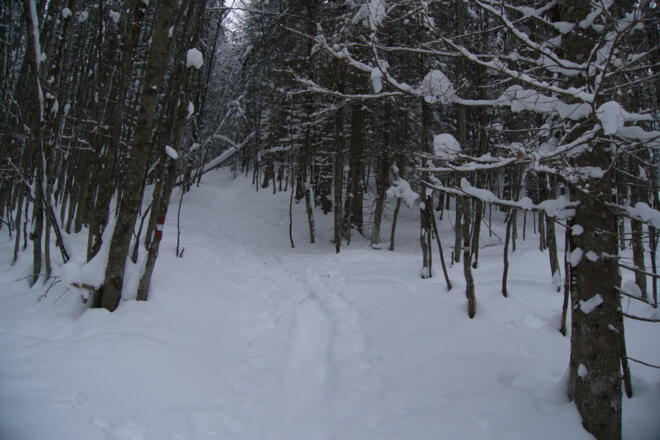 Markierter Weg weiter zur Roßleitenreithalm