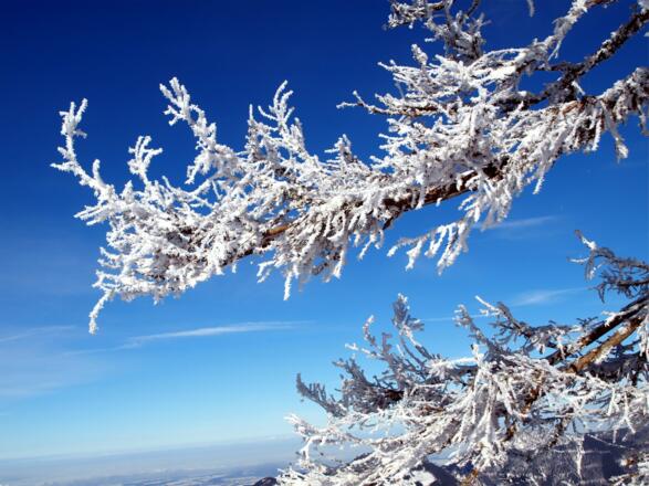 Raureif an Lärchen