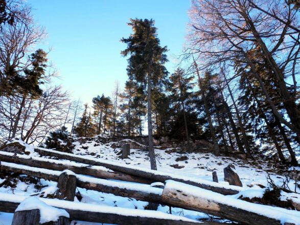1115m, Schlussanstieg zum Brenntenkogel von Norden