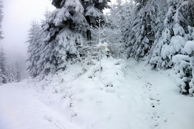vom Forstweg  (~845 m) sofort rechts ab auf den Wanderpfad