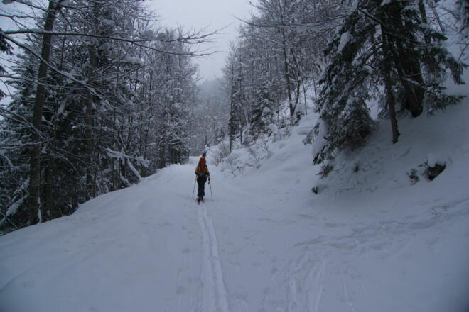 Diese Forststrasse kurz entlang und in der kommenden Kehre links in den Graben hinein