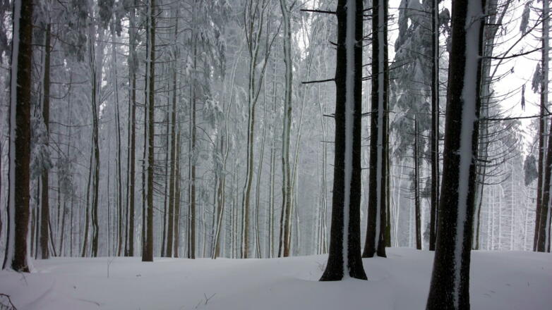 ~945m interessante Schneestreifen an den Bäumen