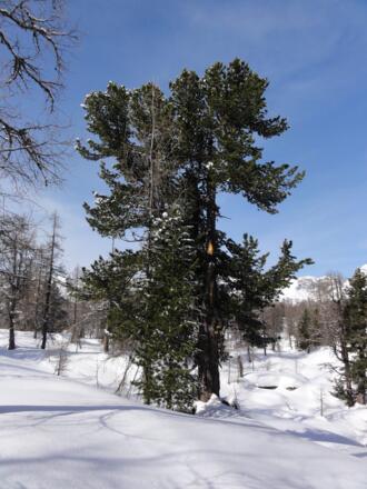 Lärchen- und Kiefernwald am Plateau prägen die Tour