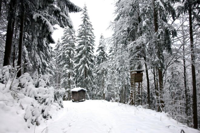 Rückweg auf der Forststraße um 770m