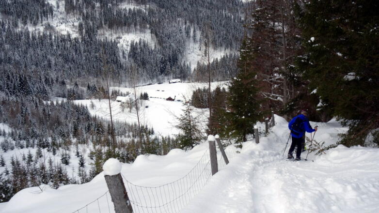 Aufforstungs (~850m) auf Steilpiste rechts umgehen