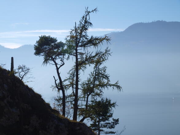 Fahrnaugupf 1239m über dem Trauanseenebel