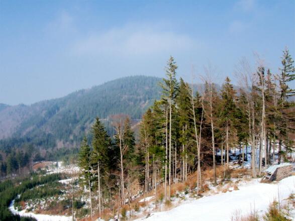 Hochriedel 1083m vom Steineckanstieg