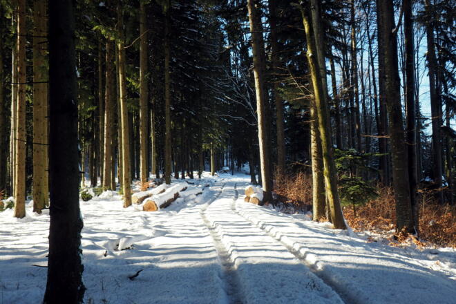 Forststraße zum Kaiserkogel ca.900m