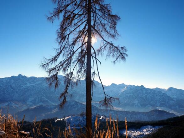 Lärche ~1355m rechts umrunden