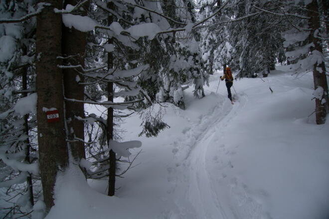 Entlang des Wanderweges 293