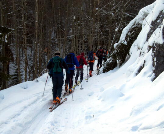 Forststraße nach der Wanderweg-Wegtafel Hochsalm ~920m