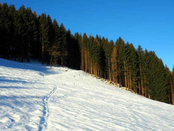 Durch den Wald um 600m