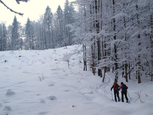 Forststraße um 770m links verlassen