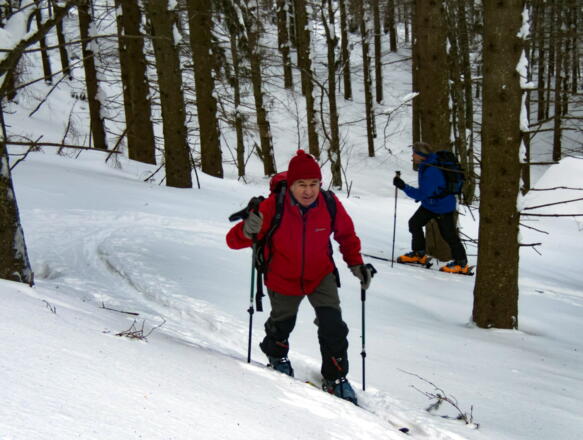 Am steilen Gipfelhang ~1150m, im lichten Buchenwald
