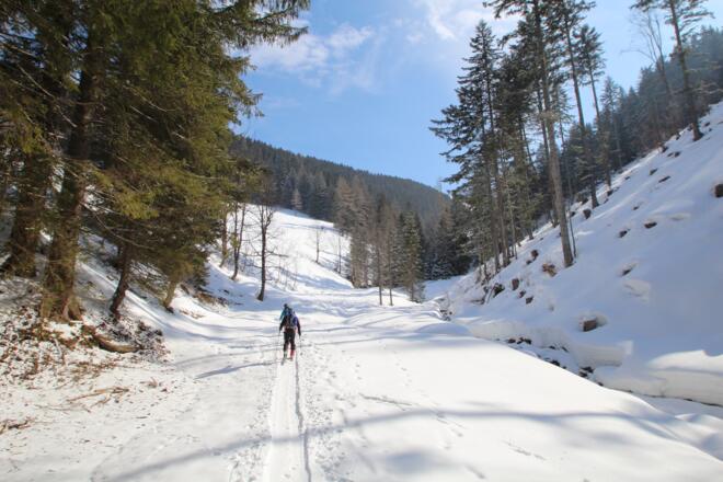 Forststraße zu Beginn