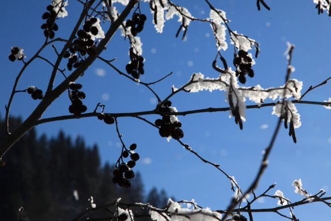 Kämpfer in der Natur