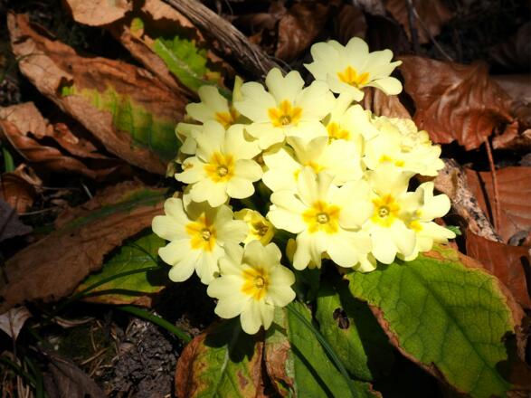 Primelart am Abstiegsweg um 650m