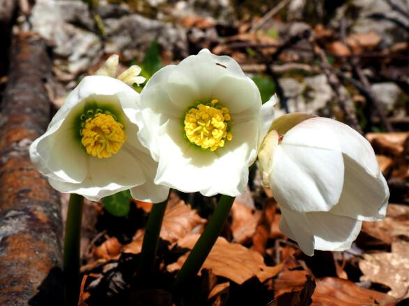 Erste Schneerosen um 650m