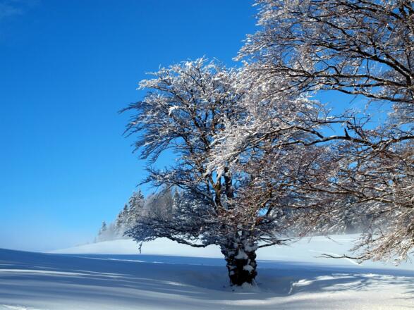Schöne Buchen, die dem Berg den Namen gegeben haben.