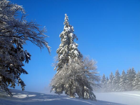 Nach Norden hinab in den Hochnebel, Wegtafel 1040m.