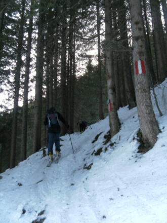 Sommerweg durch den Steilwald