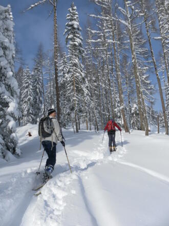 lichter Wald zum Kamm