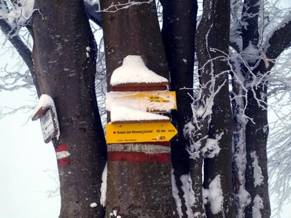 Markierter Weg am Kamm 1040m