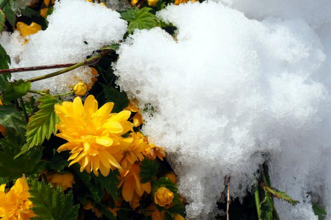 Wintereinbruch, Blüten und Schnee (April 2017)