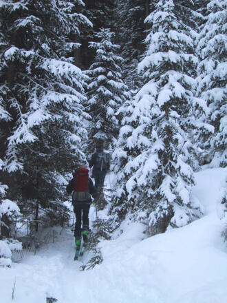 im dichten Wald oberhalb der Bergstation des Lifts