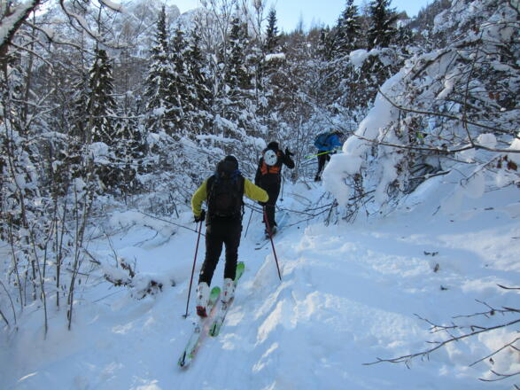 im dichten Jungwald entlang des Sommerweges ansteigen