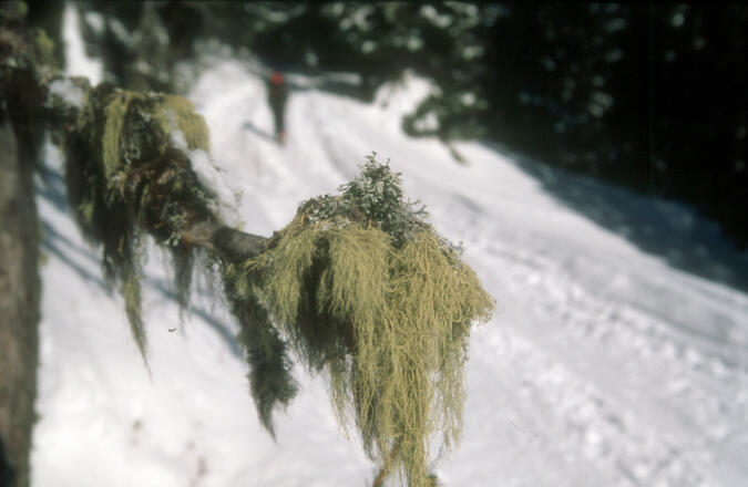 Aufstieg über die Forststrasse zur Schnaidlalm