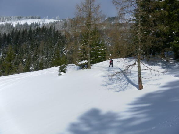 Einstieg in den Wald