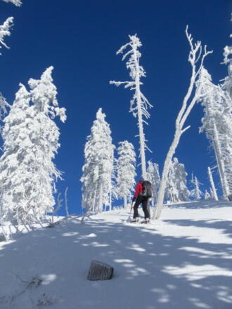 gipfelnaher Märchenwald