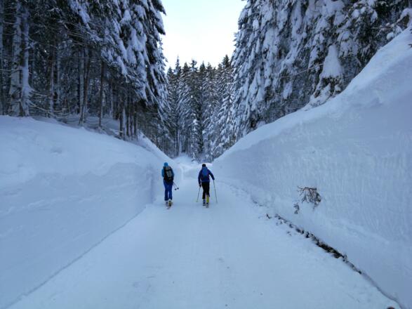 ... flache geräumte Forststraße Richtung Hofalm ...