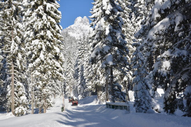 Pferdekutschenfahrt in die Hofalm