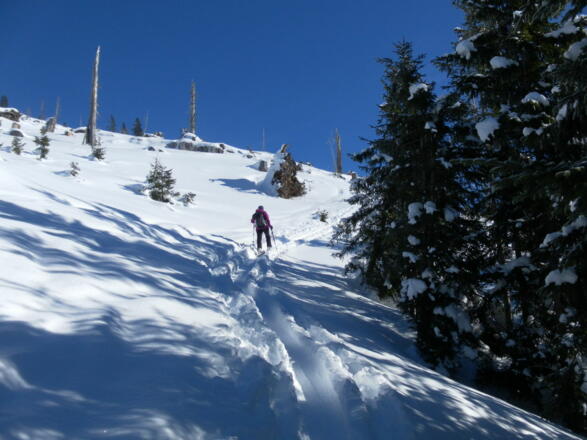 obere Waldgrenze und Gipfelhang