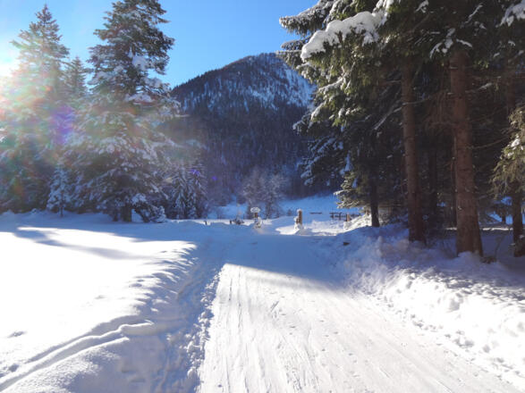Flache Forststraße nach dem Parkplatz