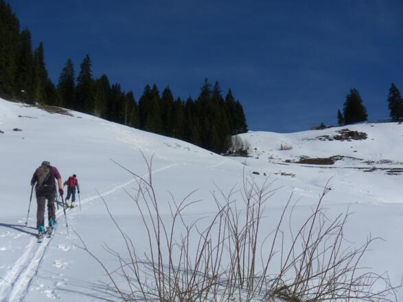 Almwiesen zum Waldrand