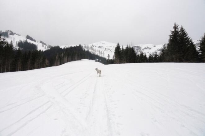 Über die Wiesen bei Dacheben auf einer Höhe von 1.150 m, im Hintergrund die Klingspitze