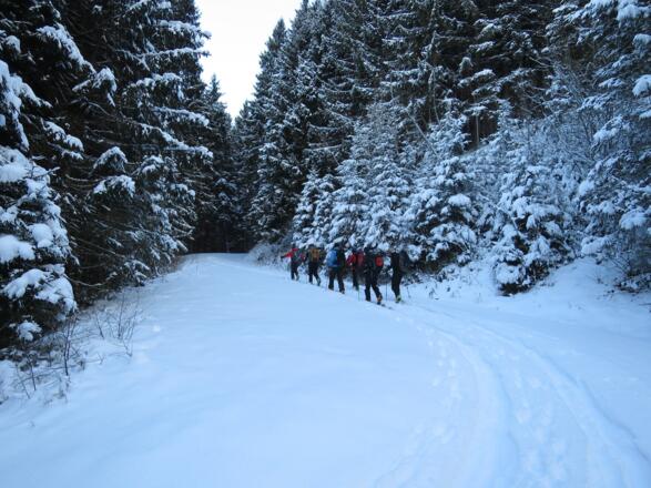 Die Forststraße zur Dickalm bietet sich an, um bequem den dichten Waldgürtel zu  durchqueren.