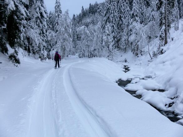 flacher Forstweg im Schwarzleograben