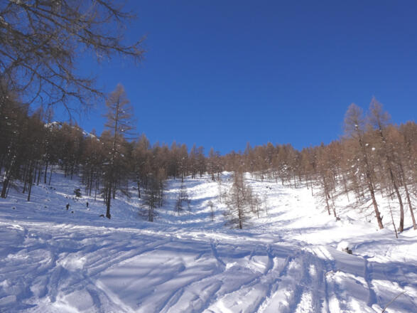weiter durch lichten Lärchenwald